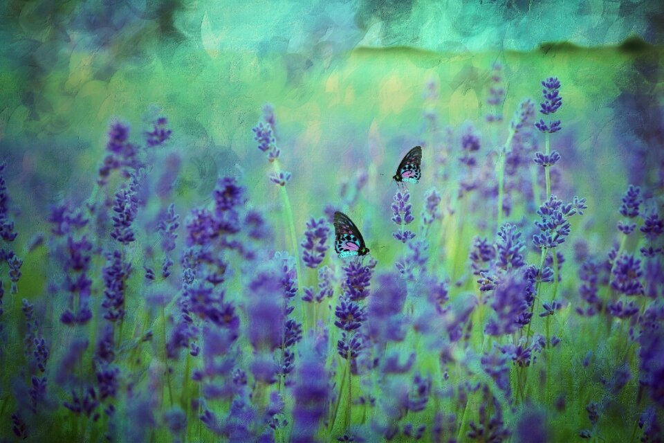 Lavender field lavender flowers violet photo