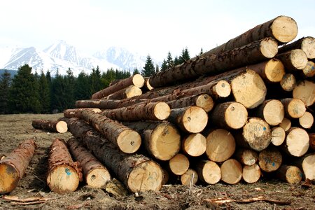 Calamity felling logs