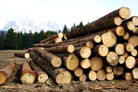 Calamity felling logs photo