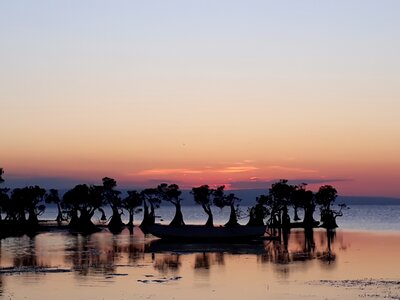 Beach mangrove sunset