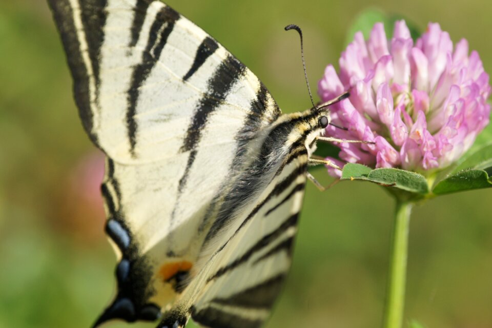 Wing nature flower