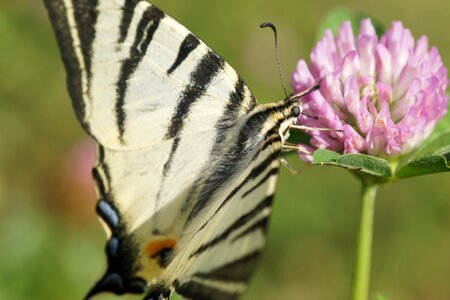 Wing nature flower