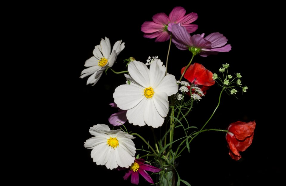 Black backdrop wild flowers nature