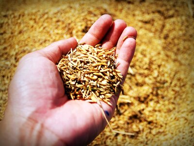 Grain thailand move