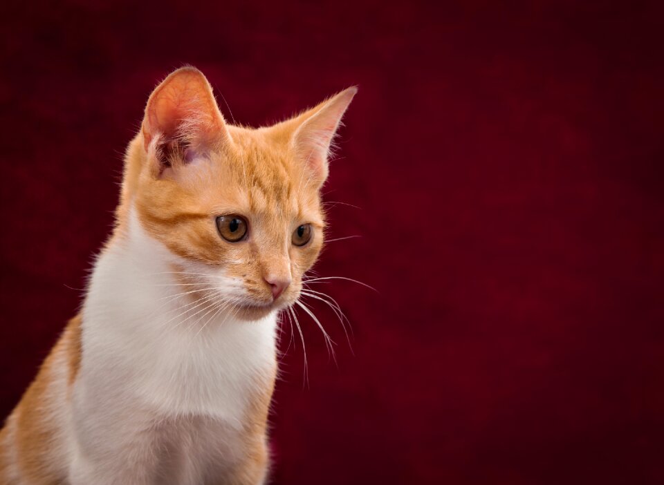 Red white pet