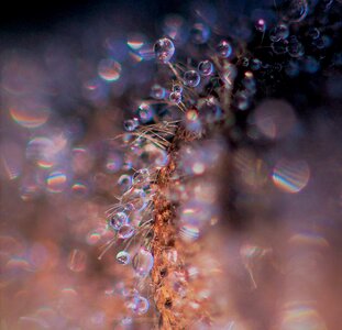 Grey drop water winter