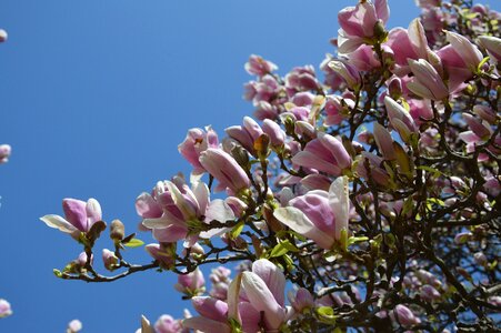 Bloom magnolia magnolia flower