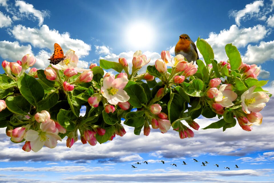 Bloom apple tree sun photo