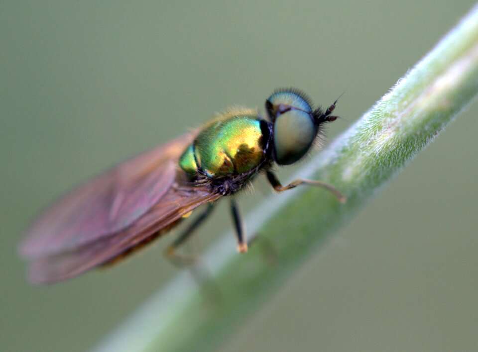 Strain insecta rest