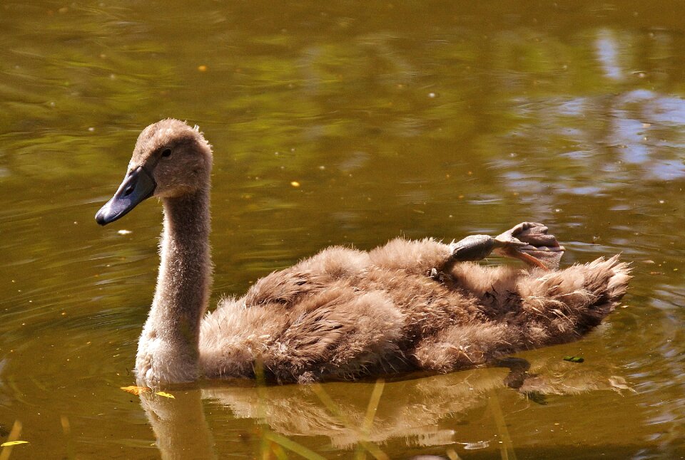 Waters water water bird