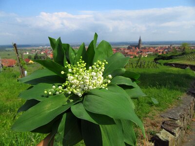 Spring landscape village