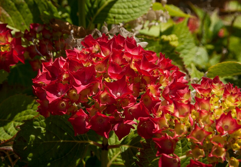 Hydrangeas garden brittany