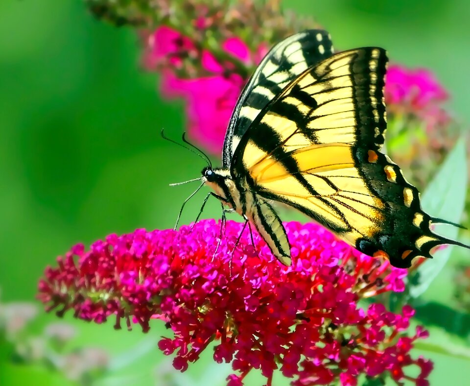 Yellow insect nature