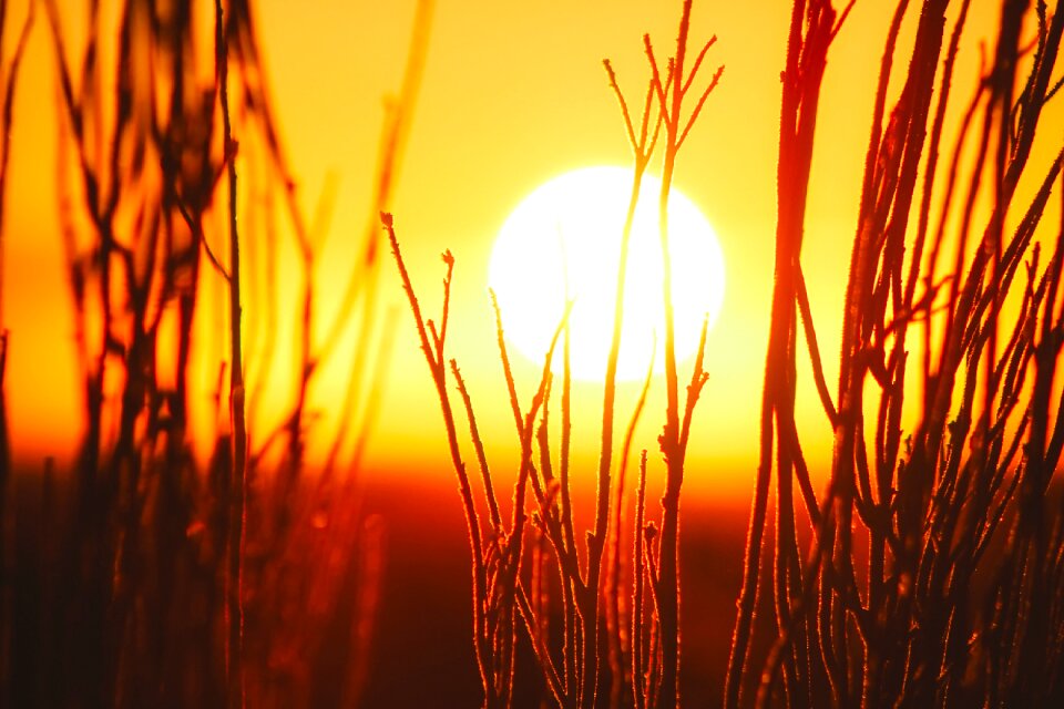 Sunlight silhouettes plants