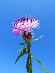 Sky beauty wild flower photo