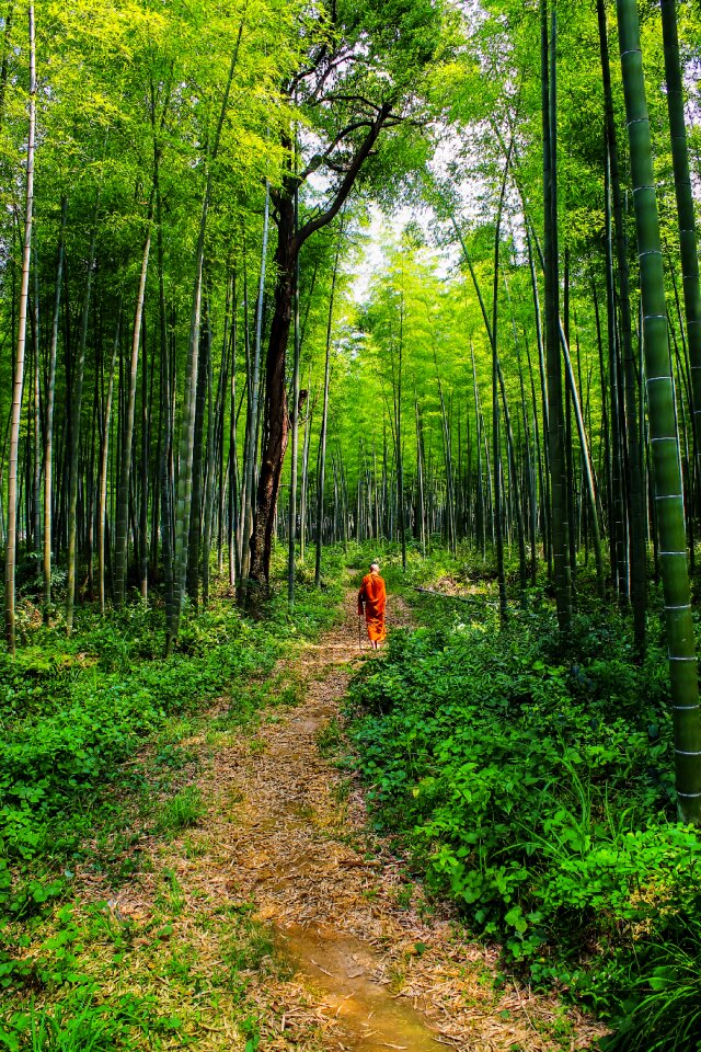 Monk bhikkhu buddhism photo