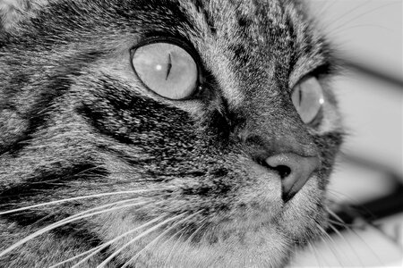 Tiger cat domestic cat cat's eyes