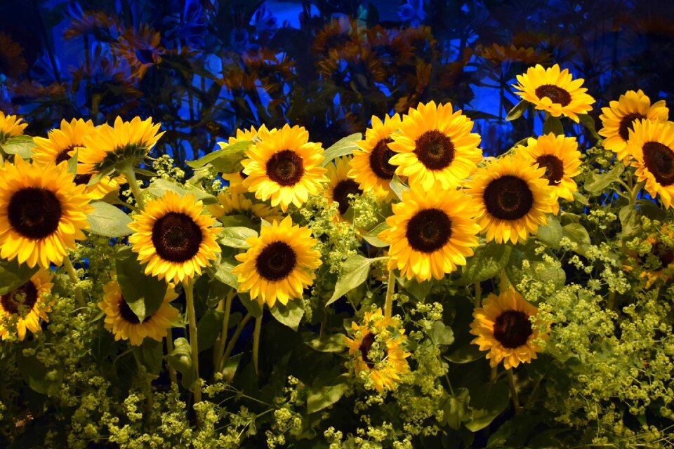 Sunflower field of flowers flowers