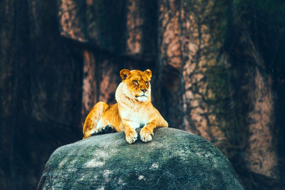 Animal wildlife nature