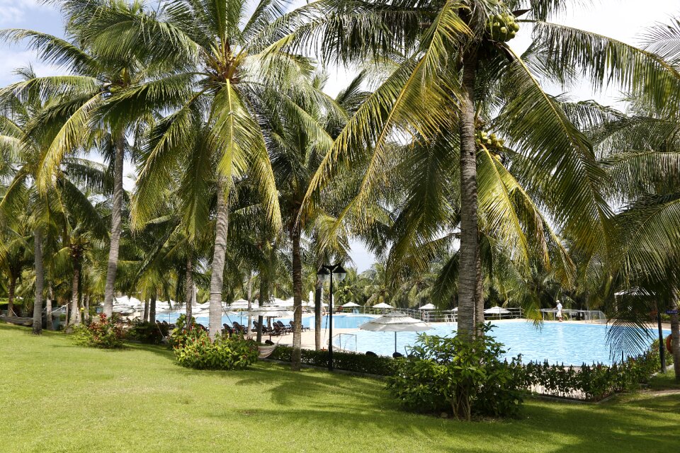 Landscape holiday coconut