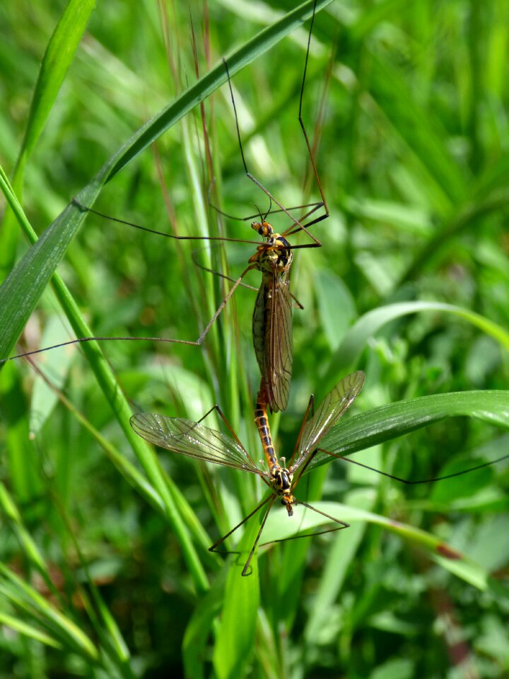 Tipulidae large mosquito insect