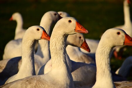 White goose meadow poultry