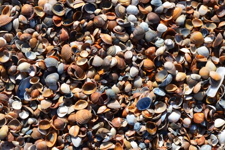 Nature close up seashell photo