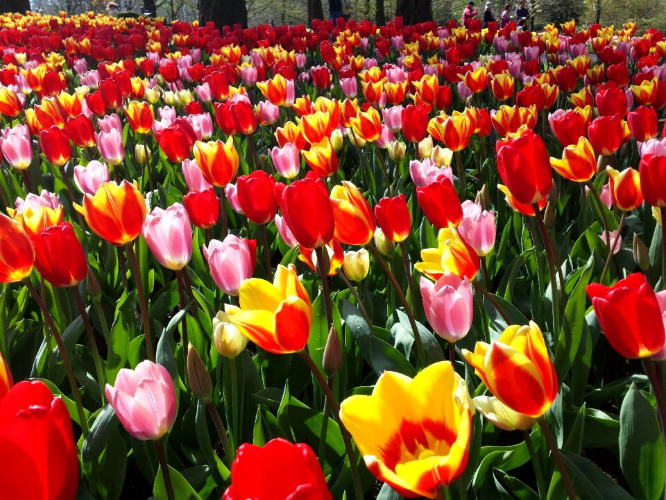 Keukenhof tulip bed tulip