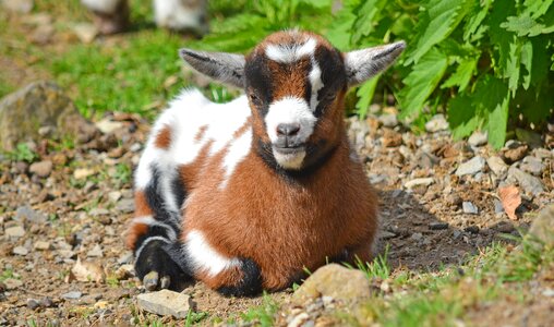 Animal child animal children young animals