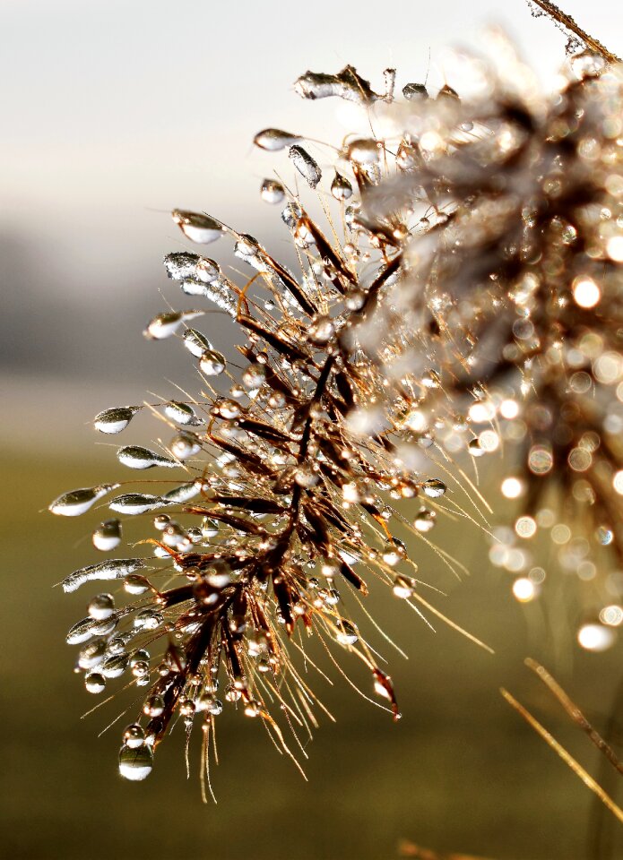 Leaf grass drop of water