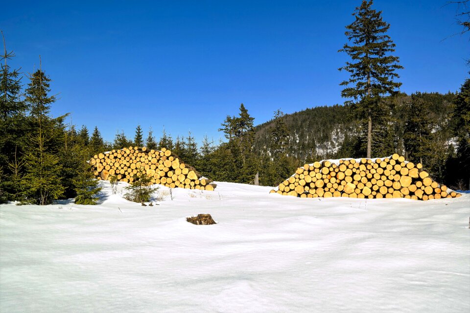 Nature trunk pile of wood