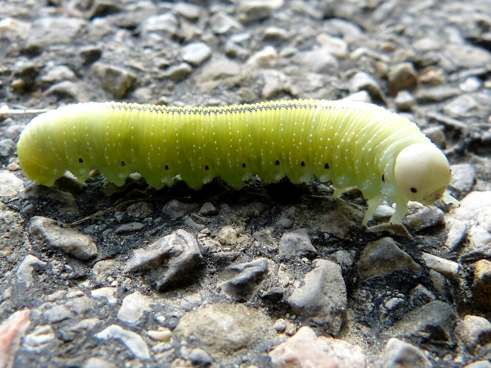 Large larva birch wasp