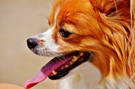 Small dog pets hairy