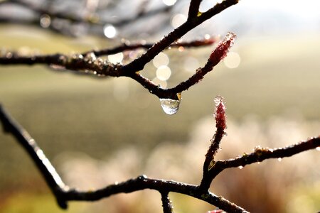 Leaf grass drop of water