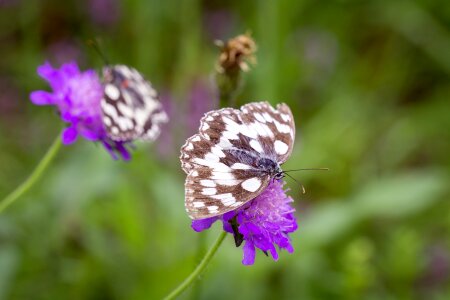 Butterfly chess board edelfalter photo