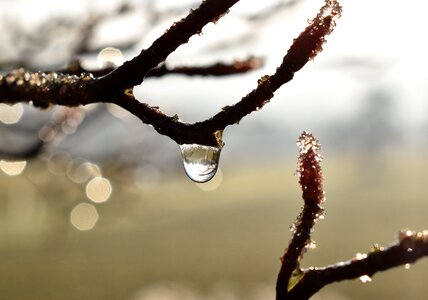 Leaf grass drop of water