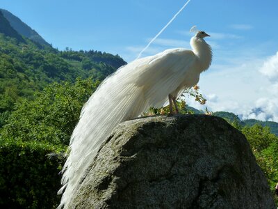 White animal plumage
