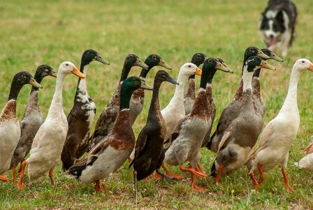 Indian runner border collie poultry photo