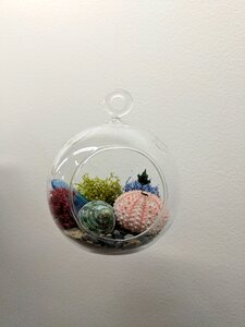 Shell vegetation decor