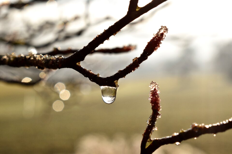 Leaf grass drop of water