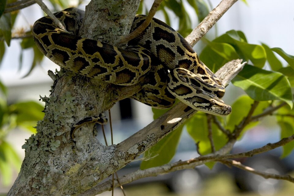 Tree coiled wildlife
