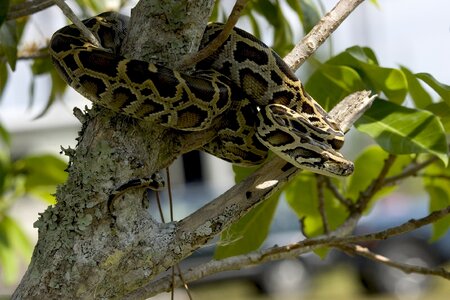 Tree coiled wildlife