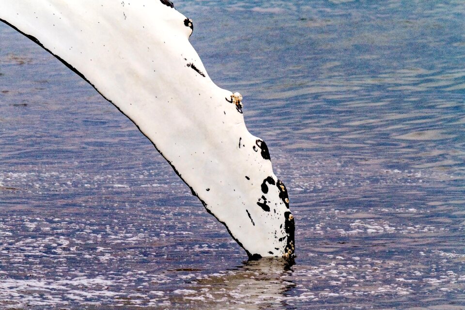 Atlantic fin humpback
