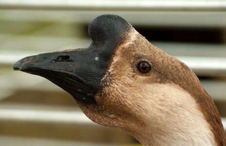 Poultry beak backyard