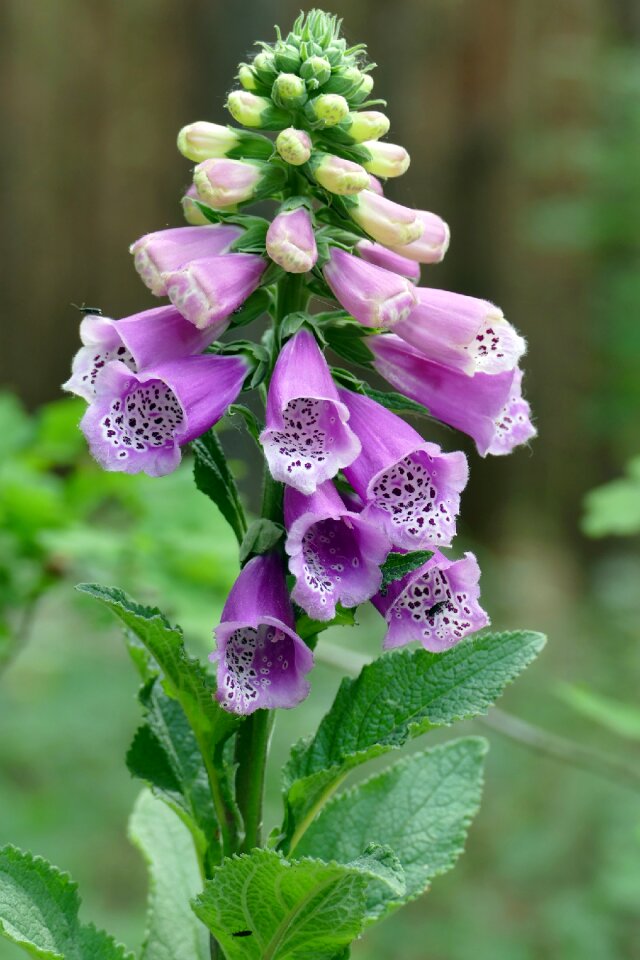 Flower thimble forest