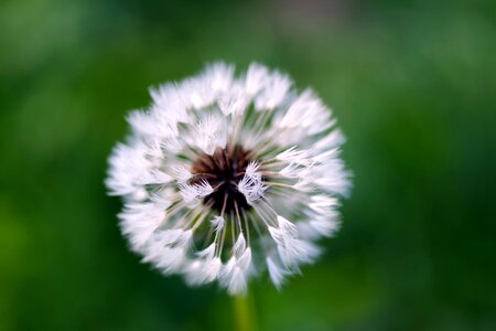 Drops fluff white