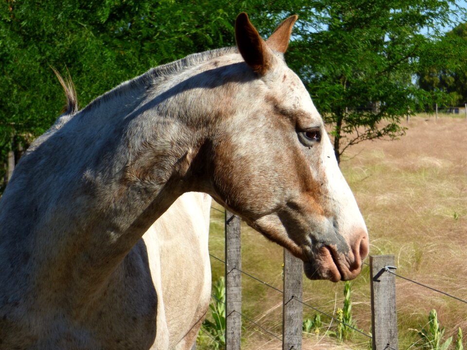 Animal four legged horse