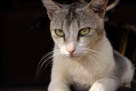Green eyes feline animal portrait