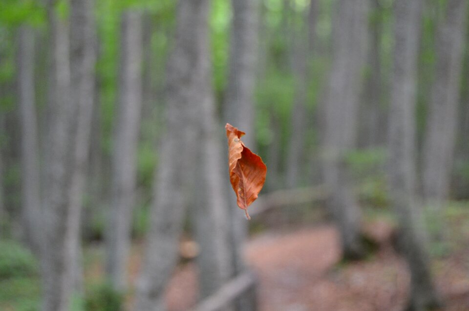 Dry leaf trees brown leaf photo