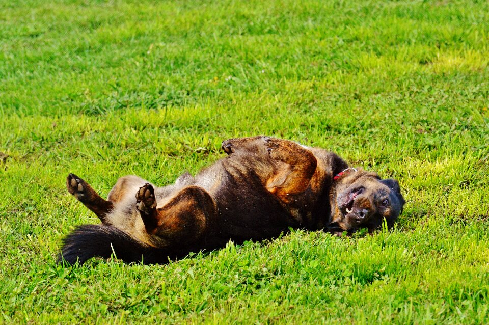 Meadow fun animal world